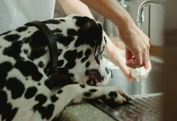 Dog with its paws on the kitchen sink – Is tap water safe for pets?
