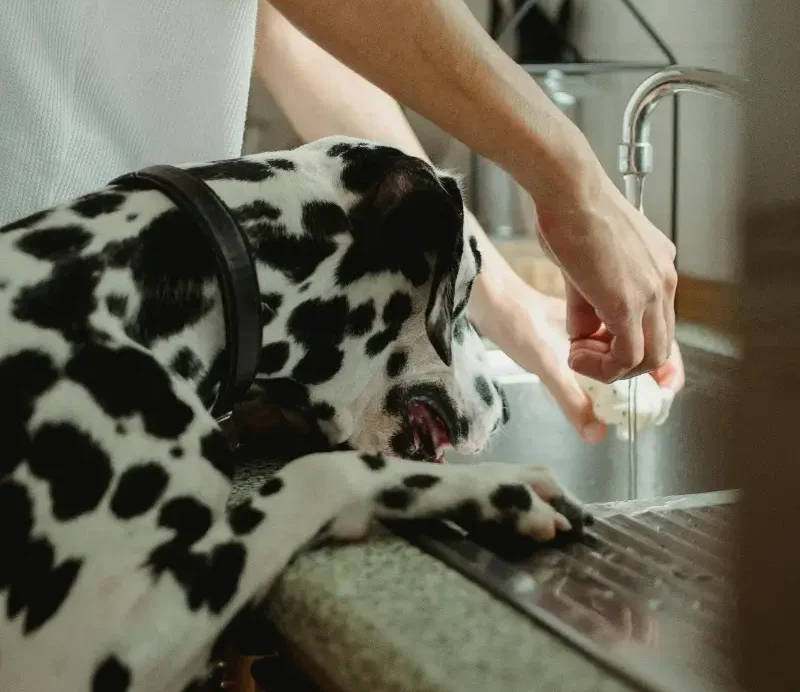 Dog with its paws on the kitchen sink – Is tap water safe for pets?